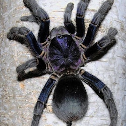 phormictopus sp dominican purple 5 cm