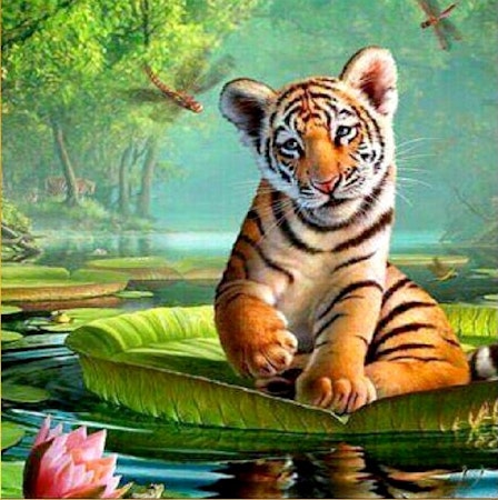 Tigerunge 40x50 #