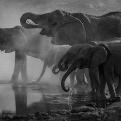 Elefanter Svart/vit 40x50