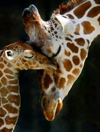 Giraffer 40x50cm #