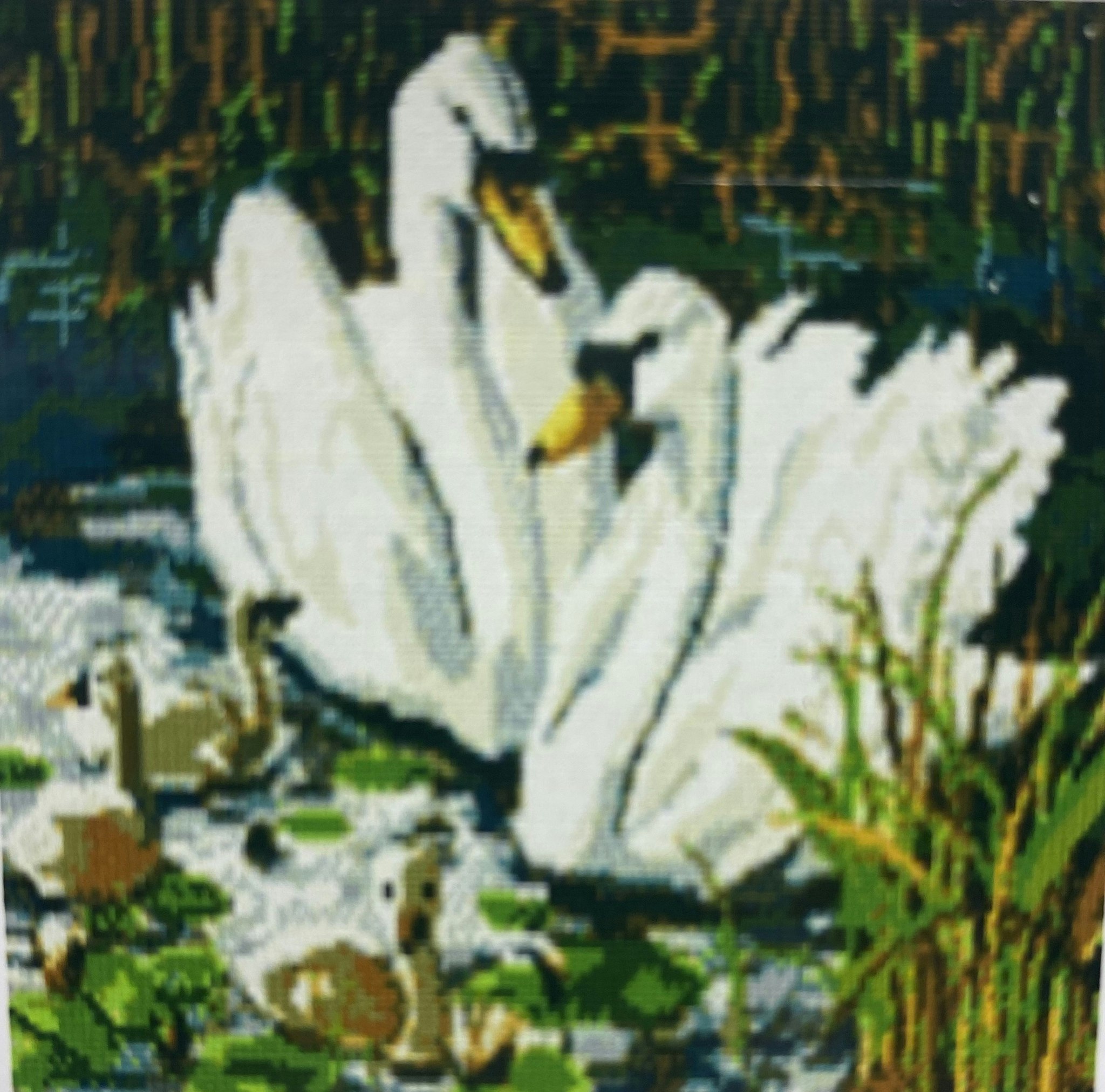 Svanar  25x34cm