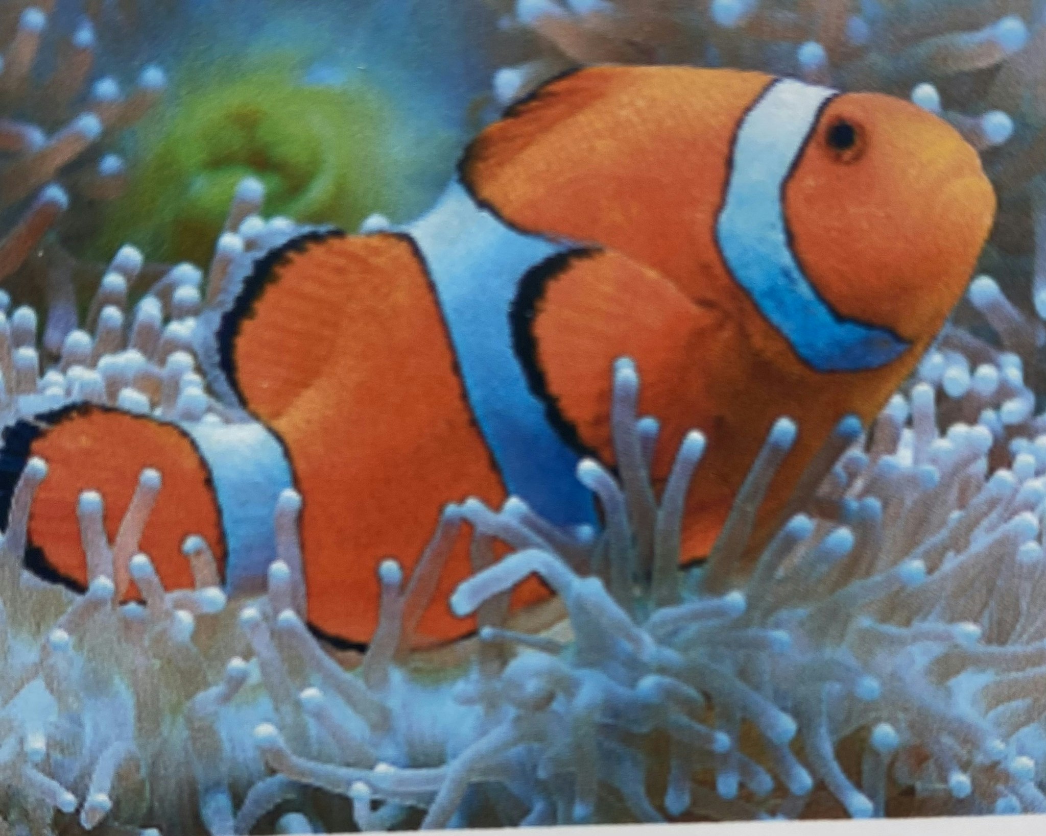 Clownfisk 25x34cm