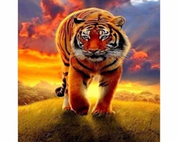 Tiger solnedgång  30x40