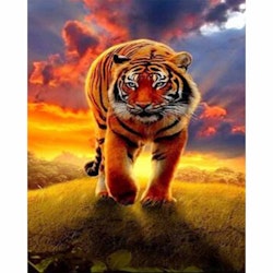 Tiger solnedgång  30x40