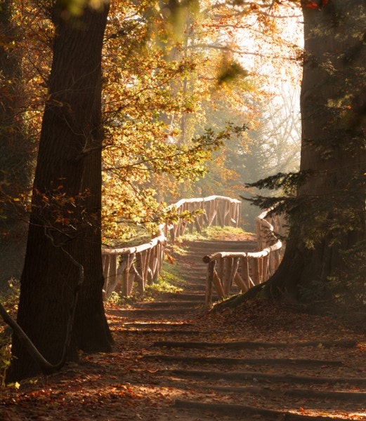 Höstskog 40x50cm