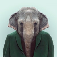 Porträtt Elefant 30x40cm