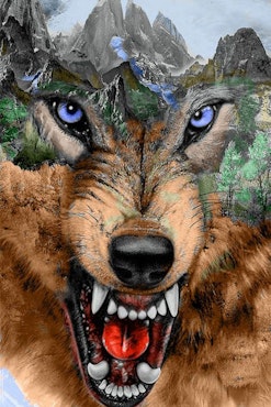 Varg 40x50cm