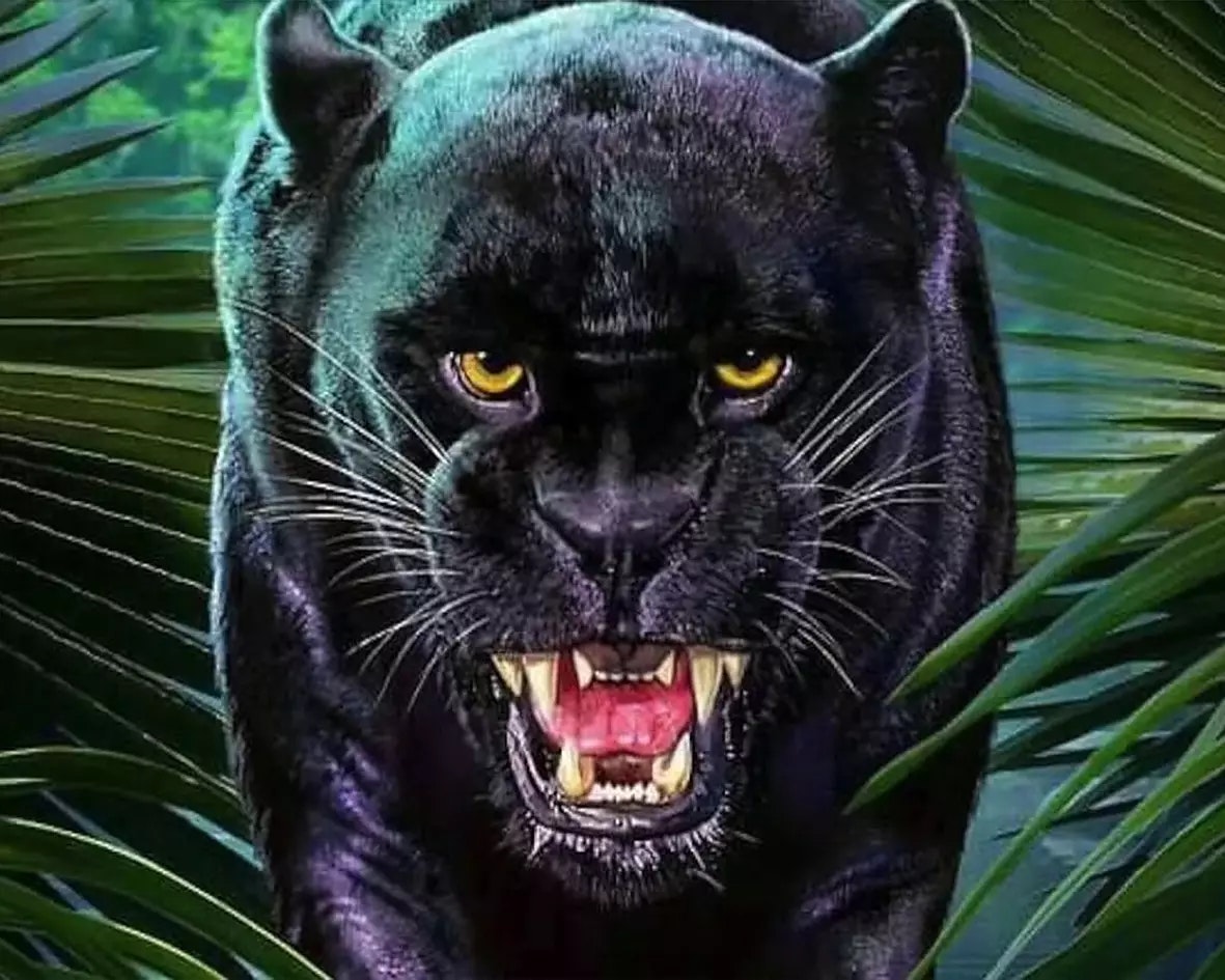 Jaguar  40x50