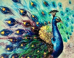 Påfågel 30x40