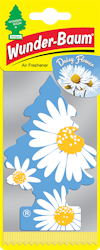 Wunder-Baum Daisy Flower