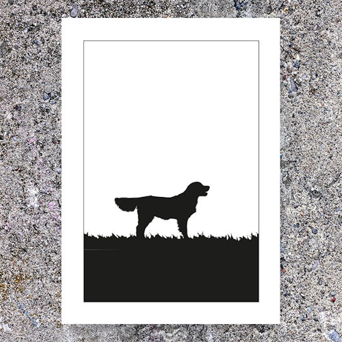 Golden Retriever poster 30x40 cm