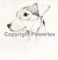 Jack russel, A4