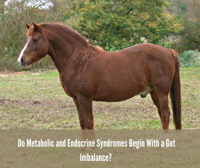 Varför analysera hästens mikrobiota - tarmfloran?