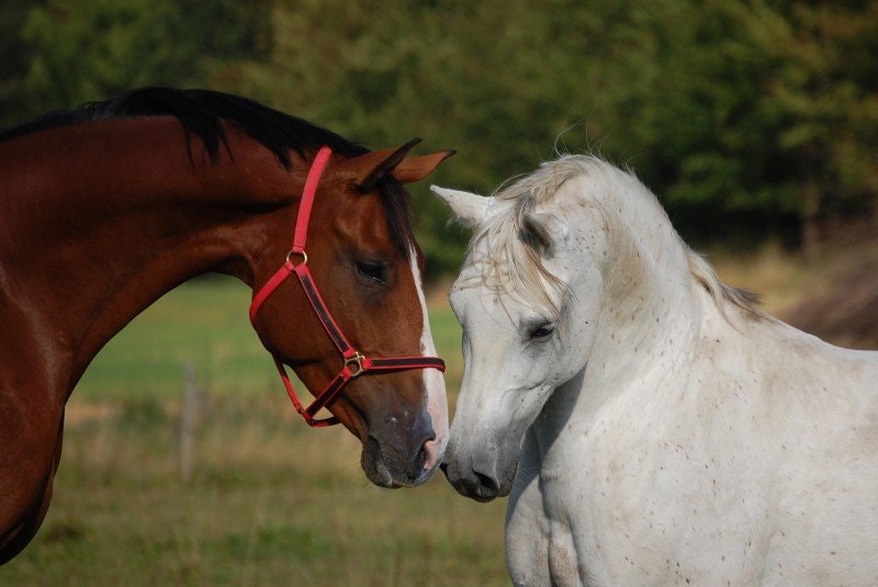 AGRITON och EQVITAL inleder samarbete för att förstärka hästarnas välmående