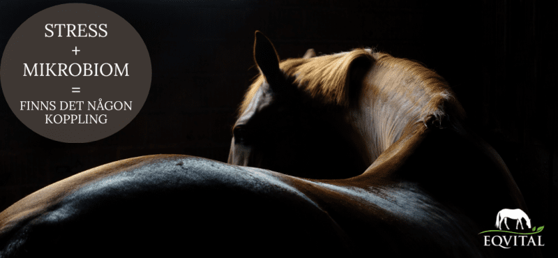Stress hos häst och mikrobiomets sammansättning – finns det en koppling?