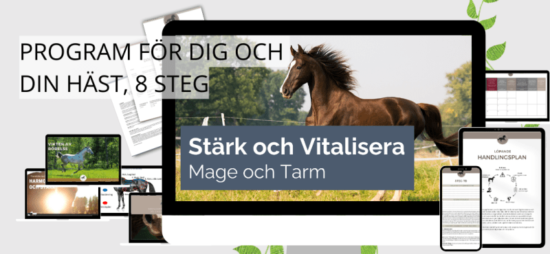 Utbildningsprogram för dig som Stärka och Vitalisera hästens mage och tarm