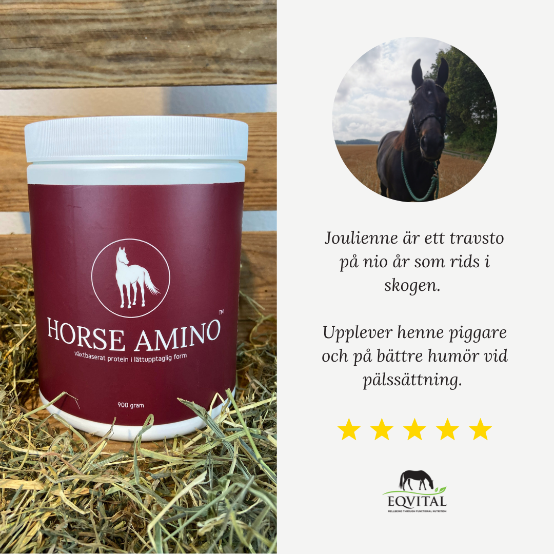 Horse Amino proteintillskott för häst