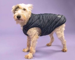 DIGBY & FOX PADDED DOG COAT, NAVY