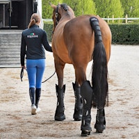Equiline Rex transportskydd