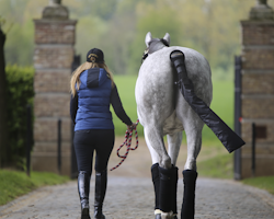 Kentucky Wool Bandages