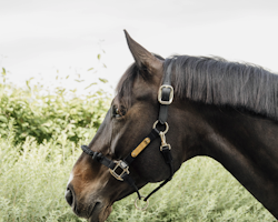 Kentucky Control Halter Neck Piece