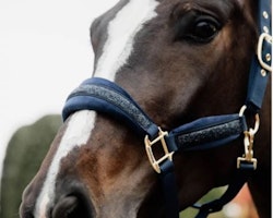 Kentucky Glitter Stone halter