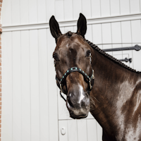 Kentucky Pearl Halter