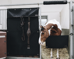 Kentucky Stable Guard