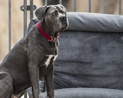 Kentucky Dog Bed Soft Sleep