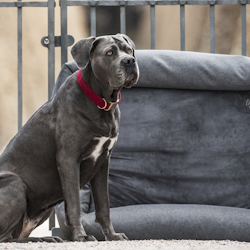 Kentucky Dog Bed Soft Sleep