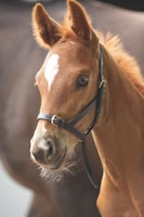Shires Blenheim fölgrimma läder
