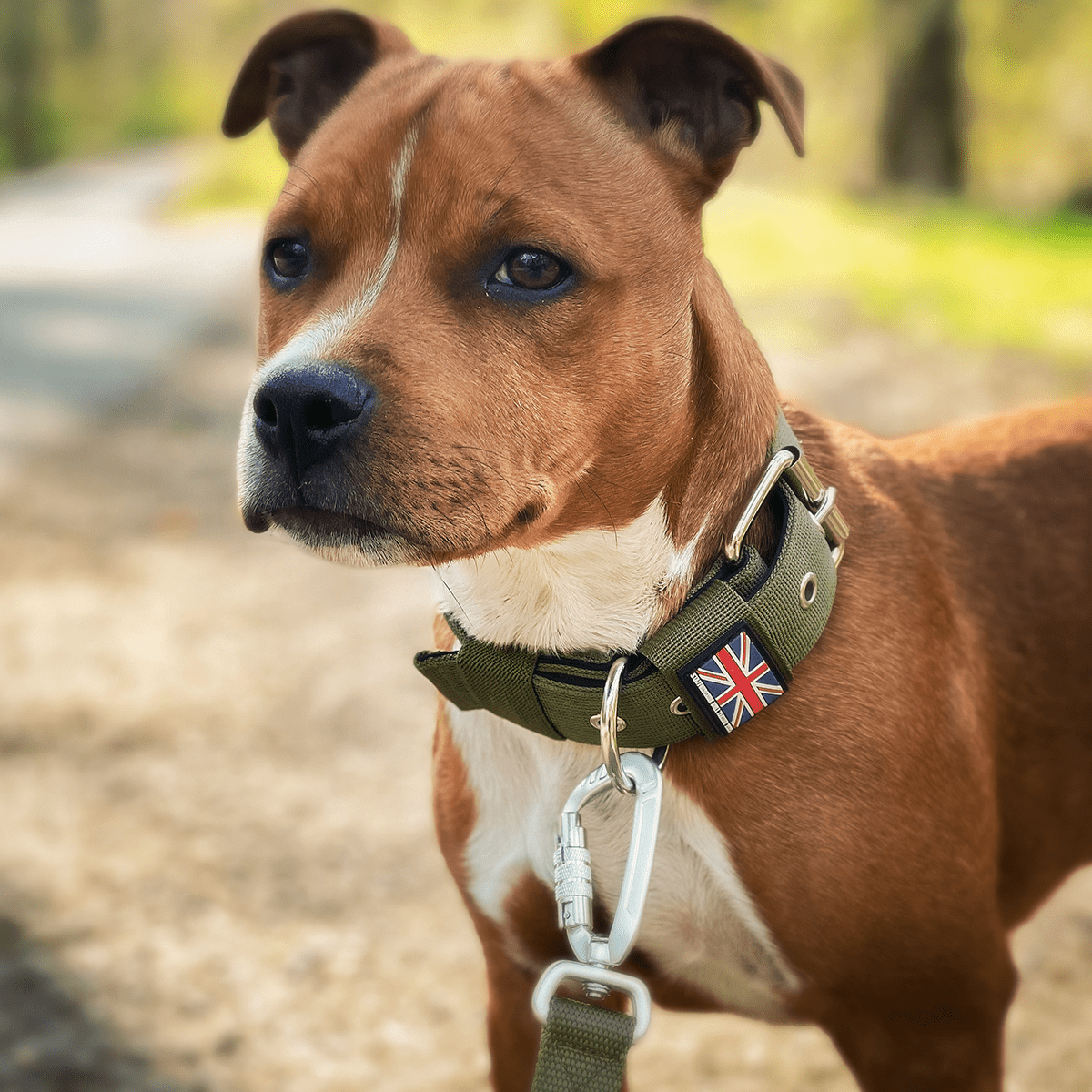 Nylon Halsband - Staffordshire Bull Terrier 1935