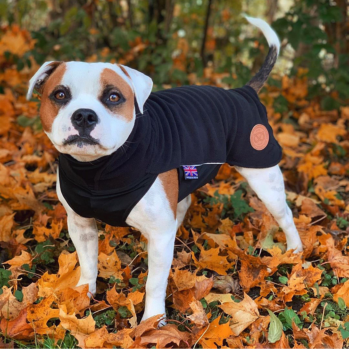 Staffordshire Bull Terrier 1935 > Fleece Coat