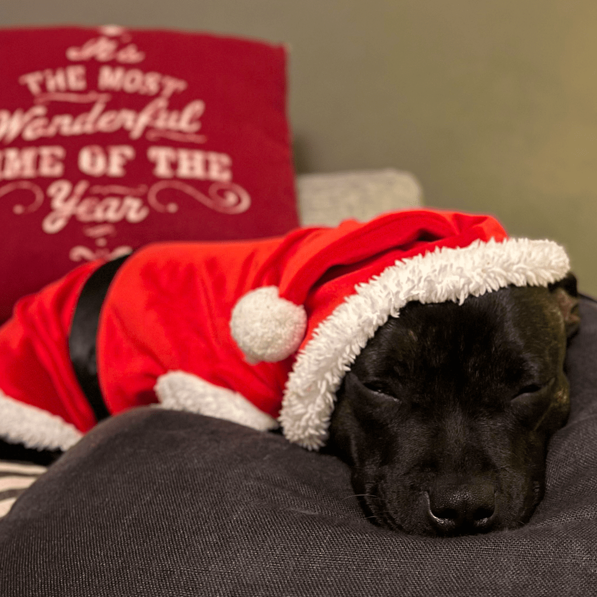 Santa Suit - Staffordshire Bull Terrier 1935