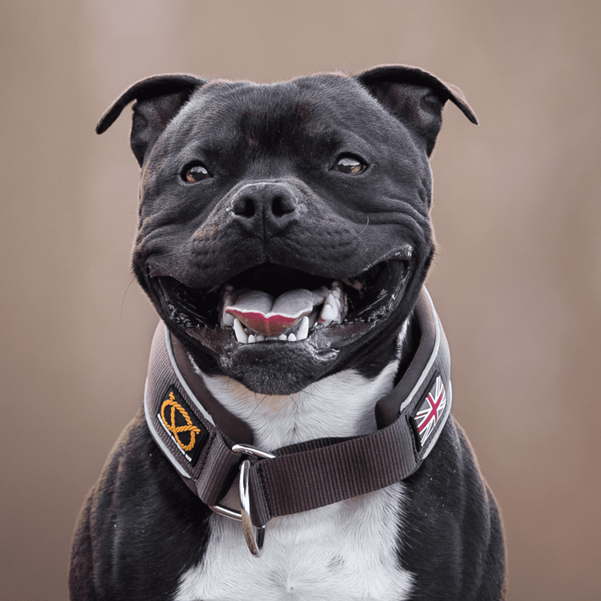 Staffordshire Bull Terrier 1935 > Martingale Collar