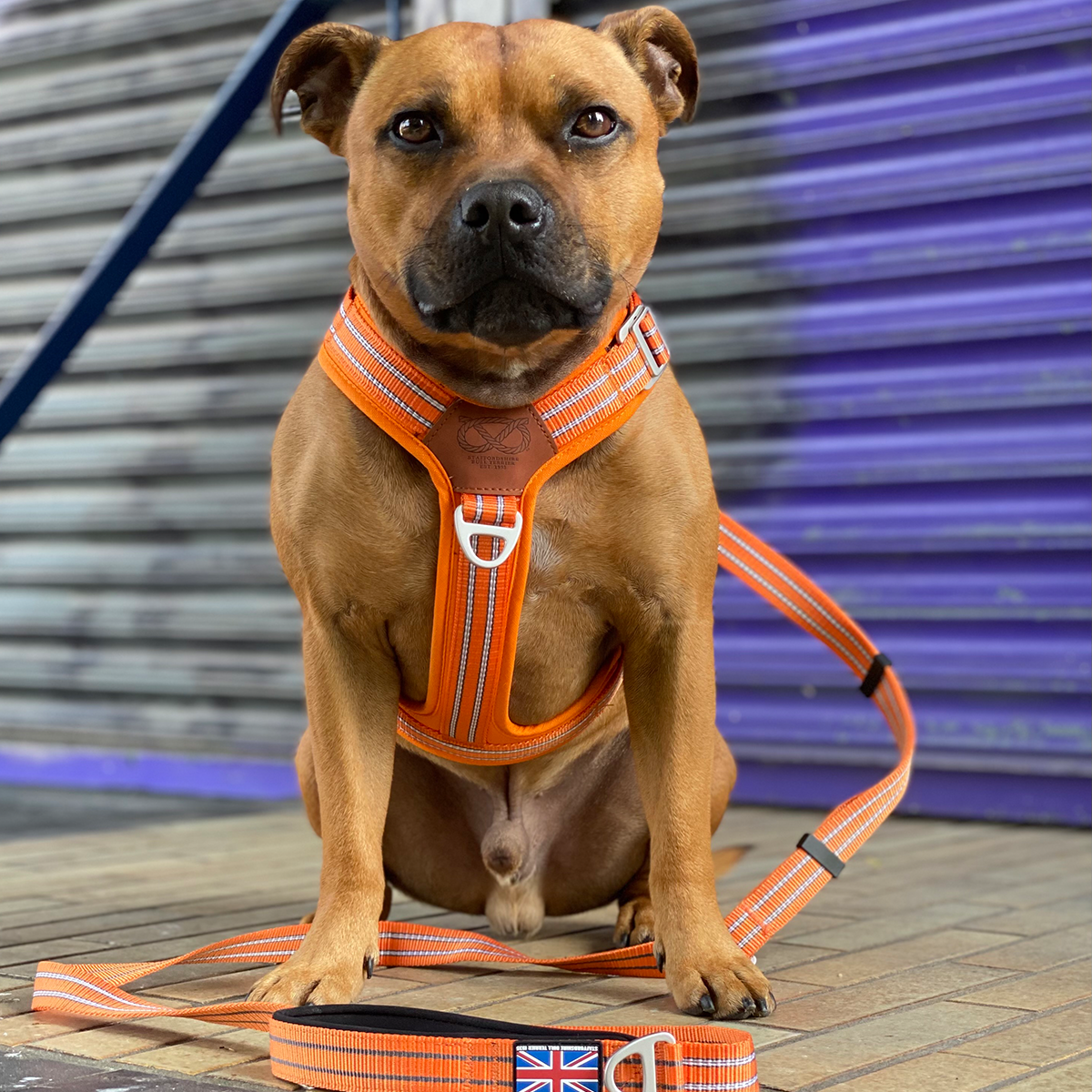 Nylon Harness Set - Staffordshire Bull Terrier 1935