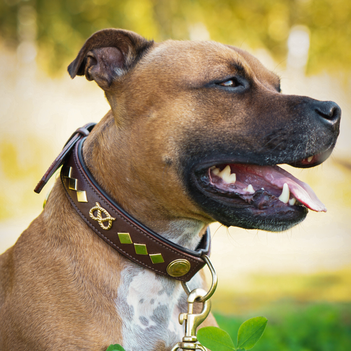 Läderhalsband & Koppel Set - Staffordshire Bull Terrier 1935