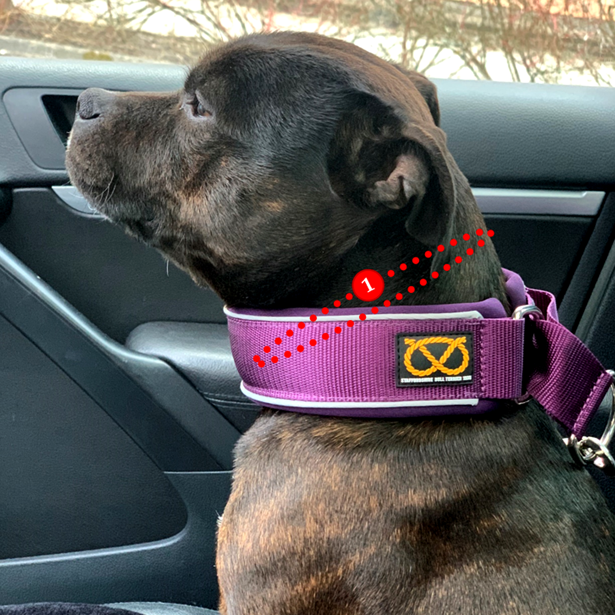 Martingale Collar - Yellow - Staffordshire Bull Terrier 1935