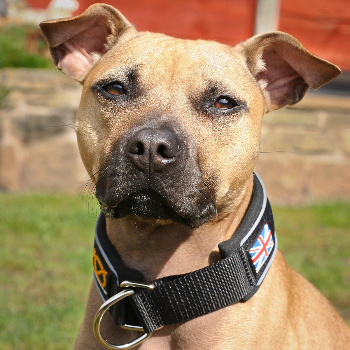 Martingale Collar - Black - Staffordshire Bull Terrier 1935