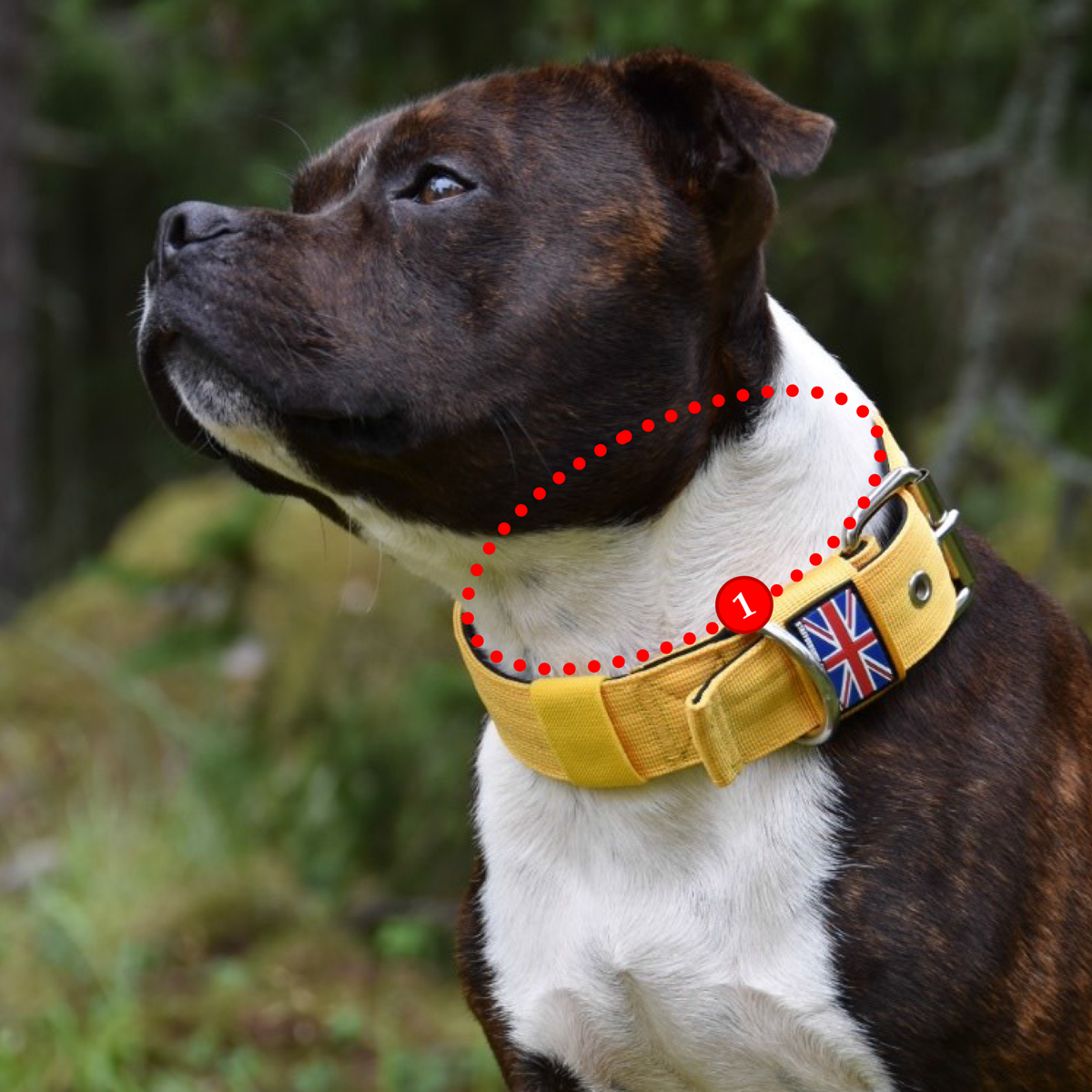 Nylon Halsband - Orange - Staffordshire Bull Terrier 1935