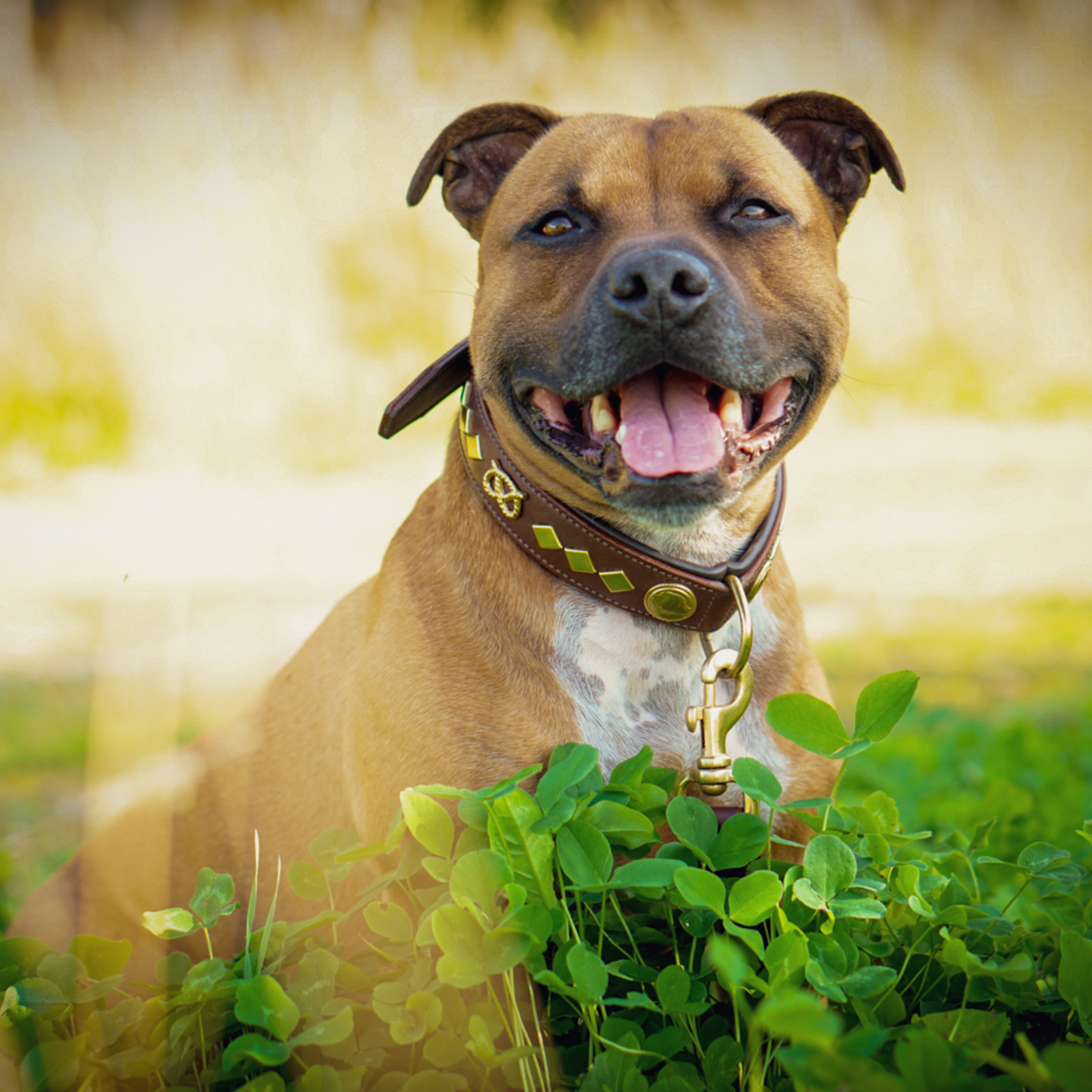 Leather Collar & Leash Set - Gentleman Jim - Brown/Gold - Staffordshire Bull Terrier 1935