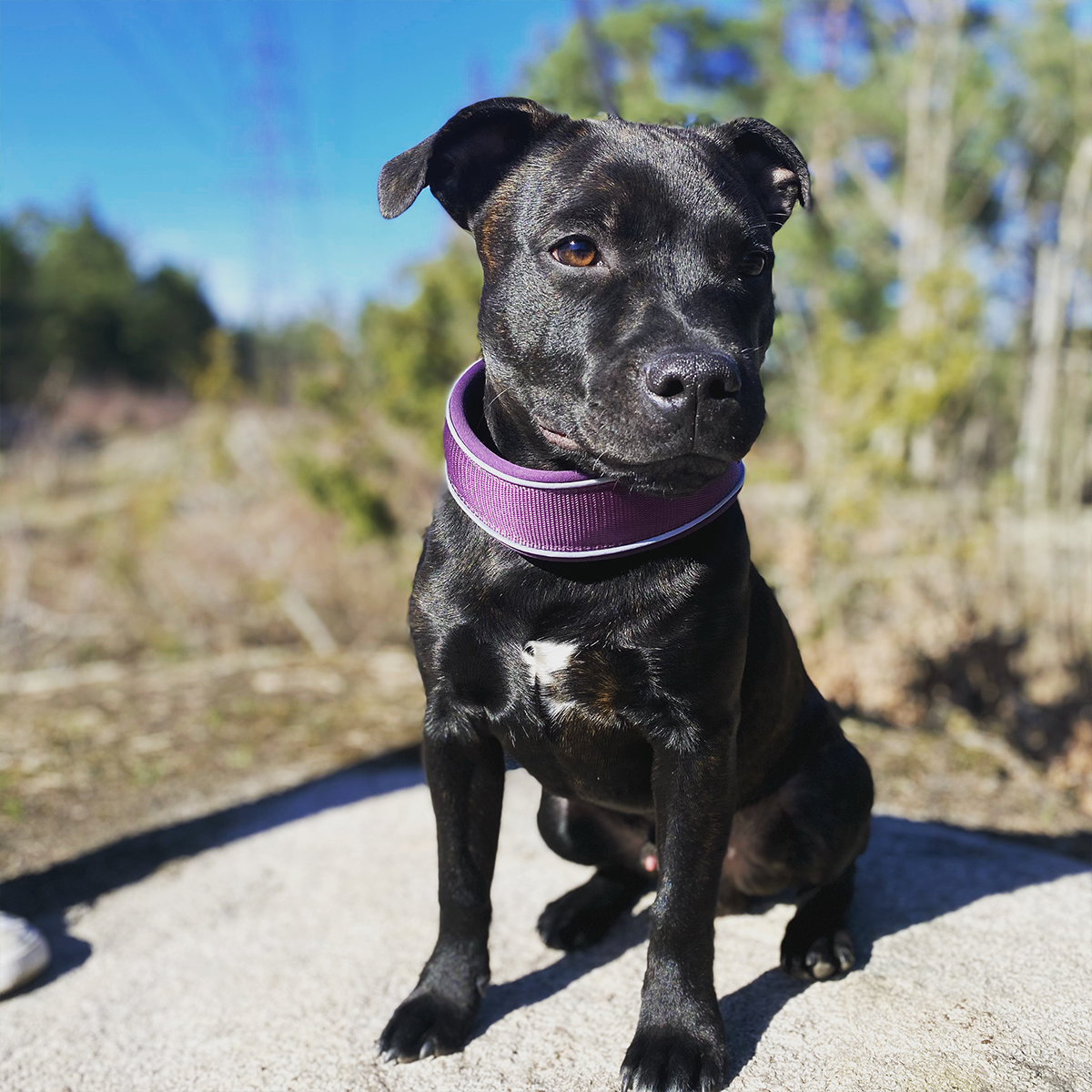 Staffordshire Bull Terrier Martingale Collar