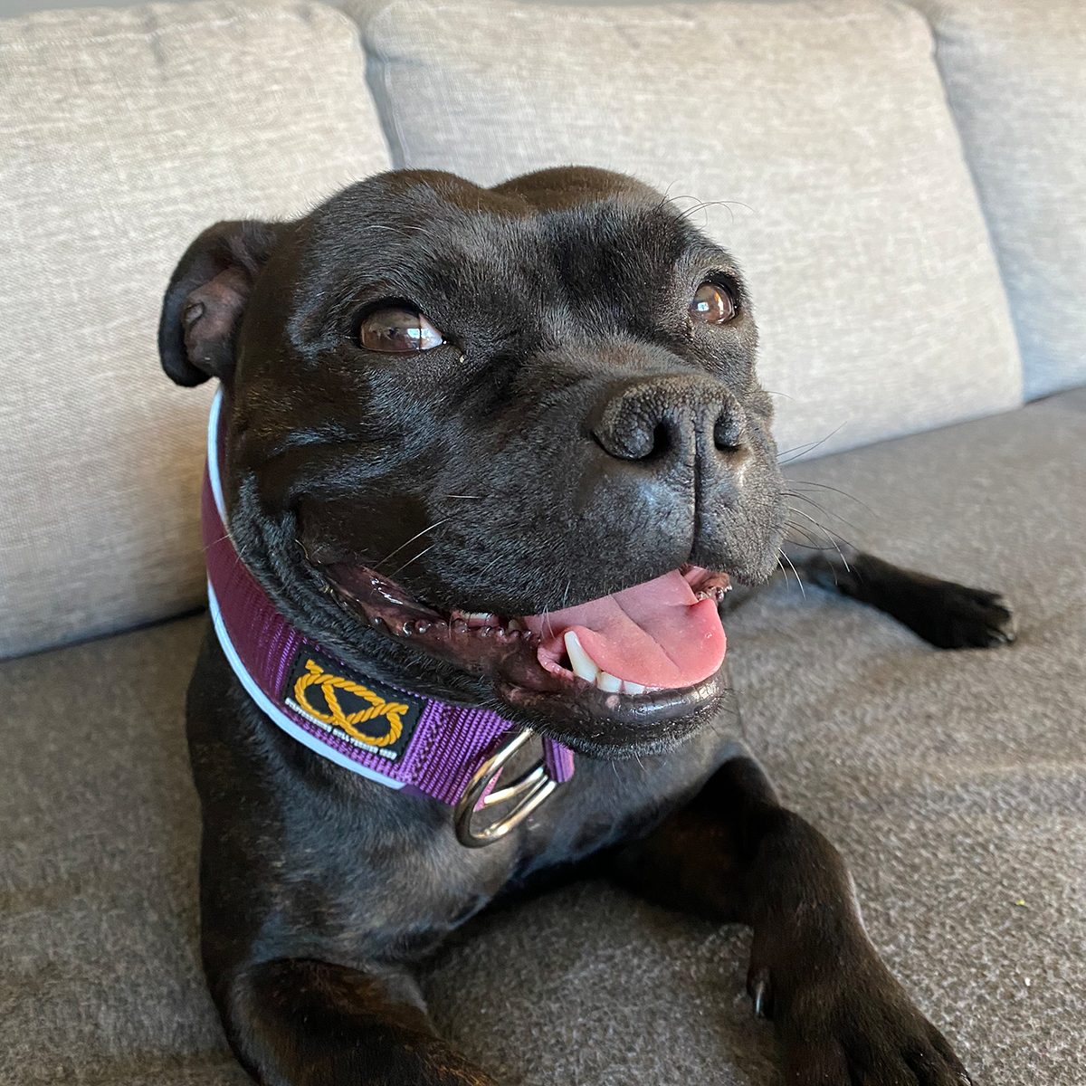 Martingale Collar - Purple - Staffordshire Bull Terrier 1935