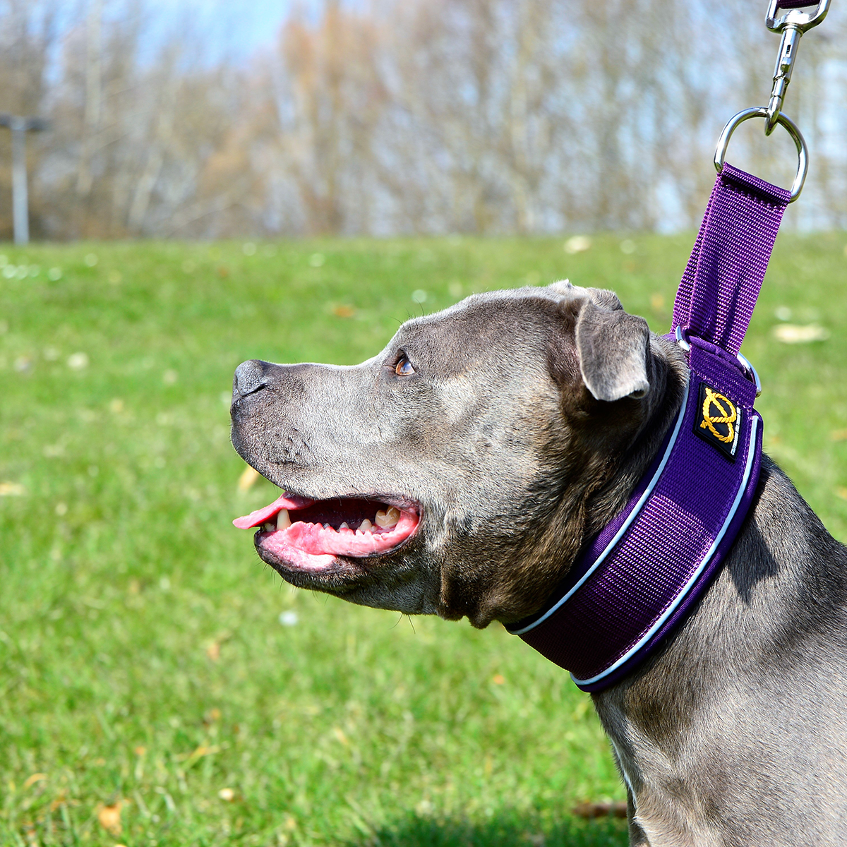 Martingale Collar - Purple - Staffordshire Bull Terrier 1935