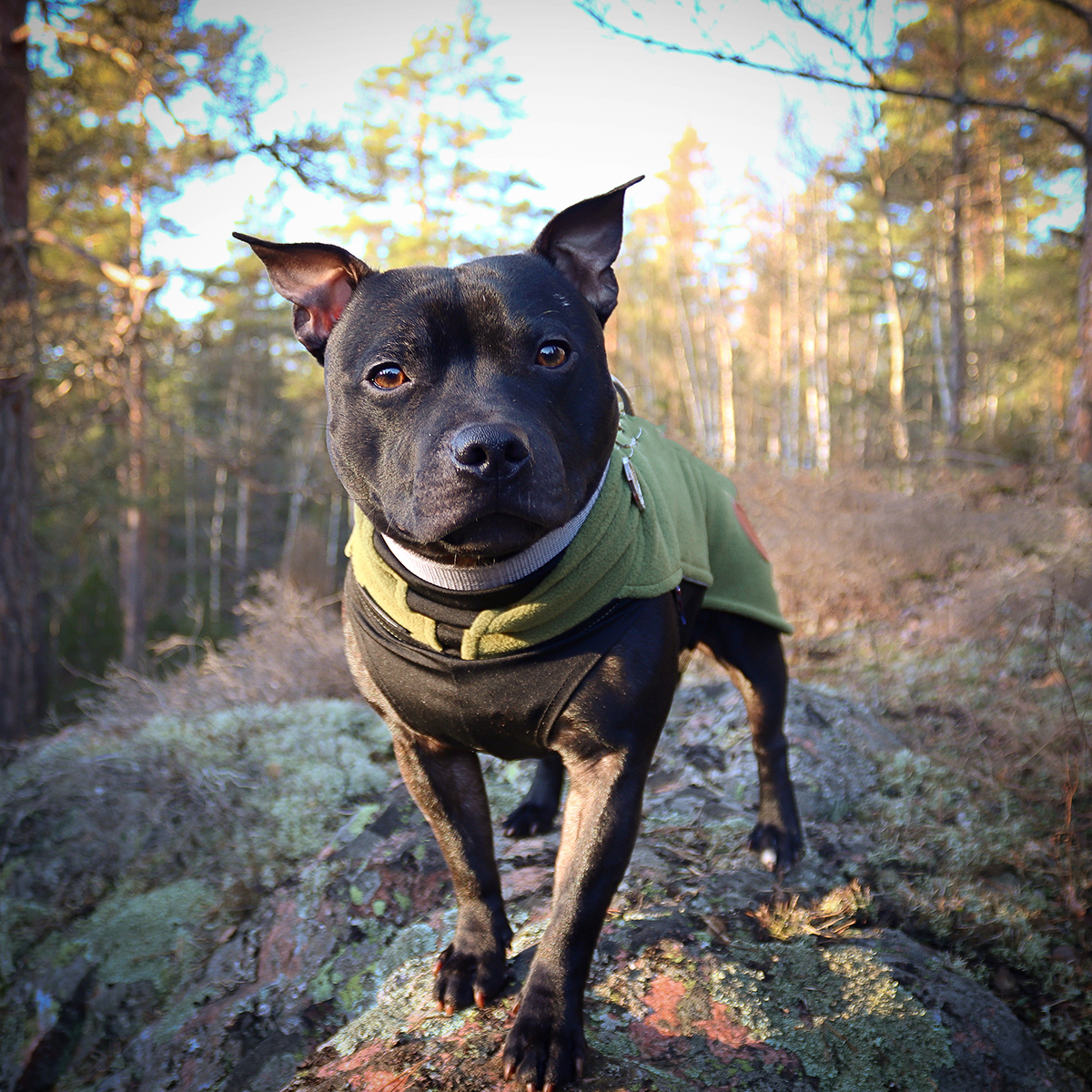 Fleece Coat - Green - Staffordshire Bull Terrier 1935