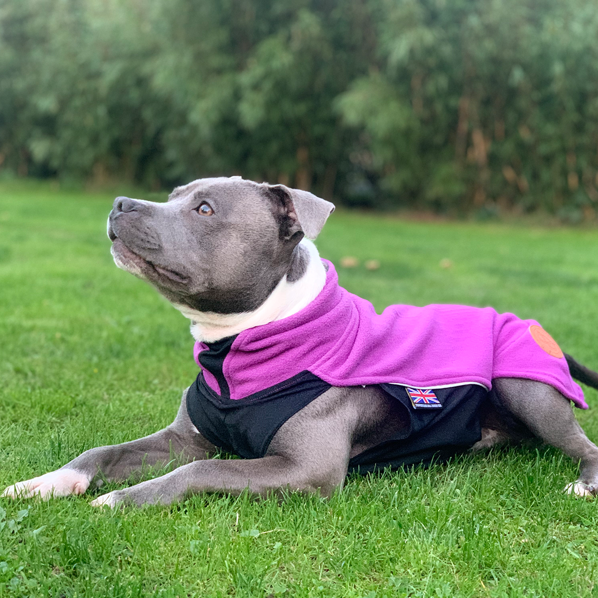 Fleece Coat - Purple - Staffordshire Bull Terrier 1935