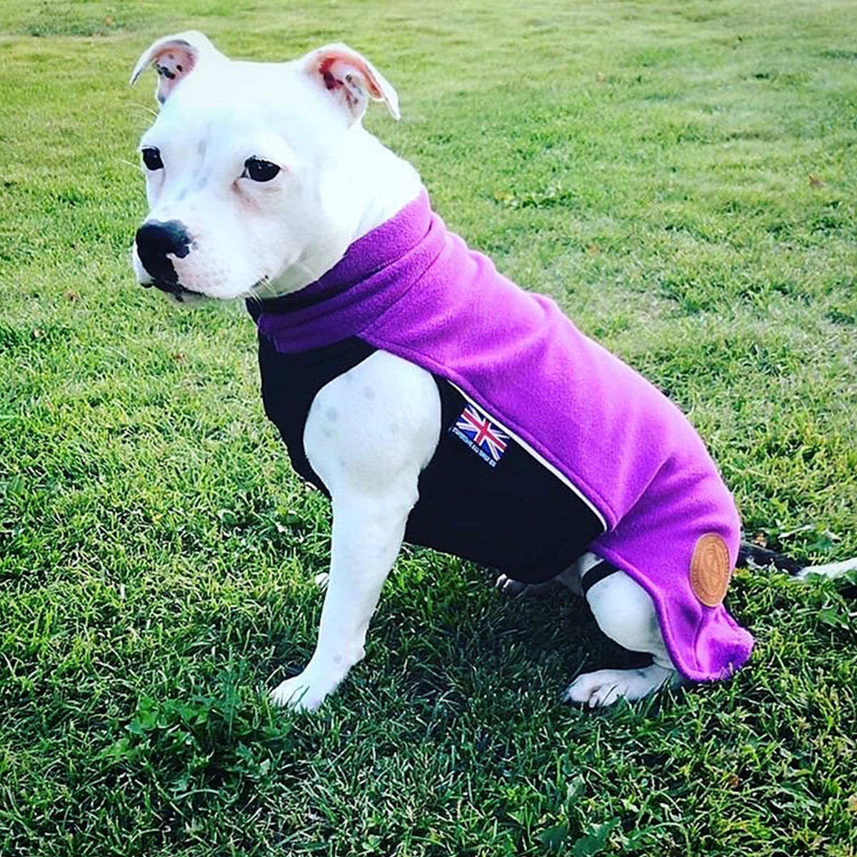 Fleece Coat - Purple - Staffordshire Bull Terrier 1935