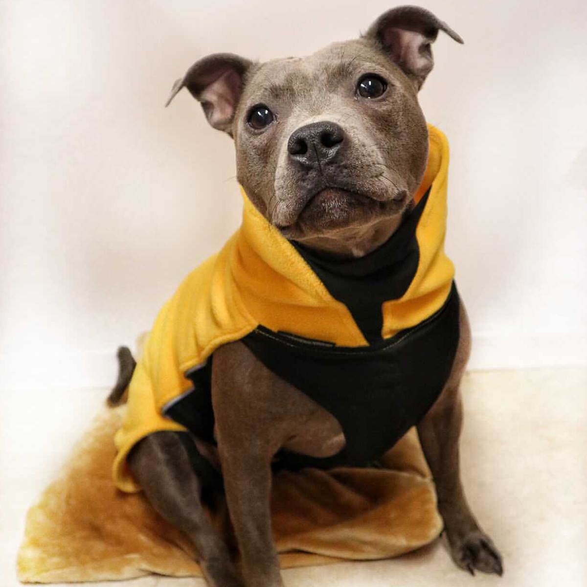 Fleece Coat - Yellow - Staffordshire Bull Terrier 1935