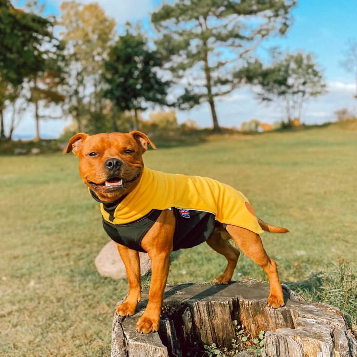 Fleece Coat - Yellow - Staffordshire Bull Terrier 1935