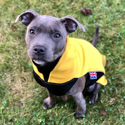 Fleece Coat - Yellow - Staffordshire Bull Terrier 1935